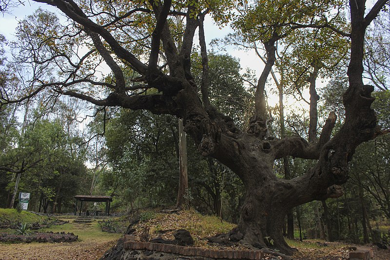 Bosque de Tlalpan Nature Reserve