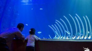 The Inbursa Aquarium (Acuario Inbursa)