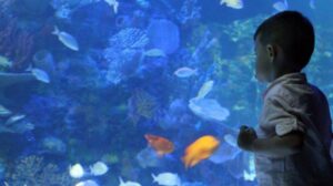 The Inbursa Aquarium (Acuario Inbursa)