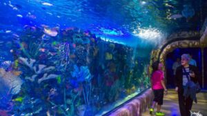 The Inbursa Aquarium (Acuario Inbursa)