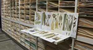 Herbario Nacional de México