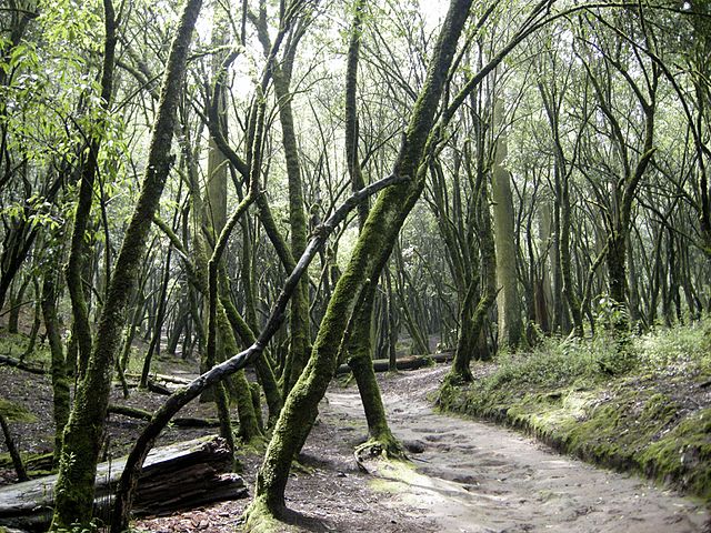 Desierto de los Leones National Park