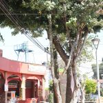 Mercado Turistico La Magdalena