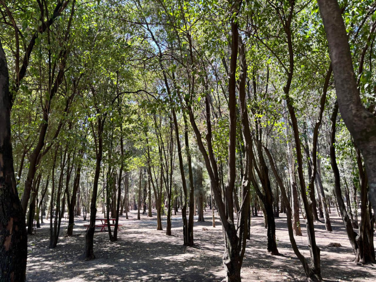 Alameda Norte