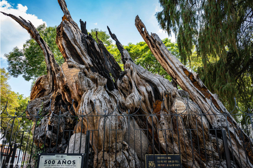 Tree of the Victorious Night