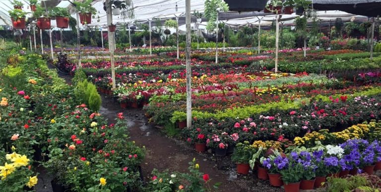 Mercado De Flores San Luis Tlaxialtemalco