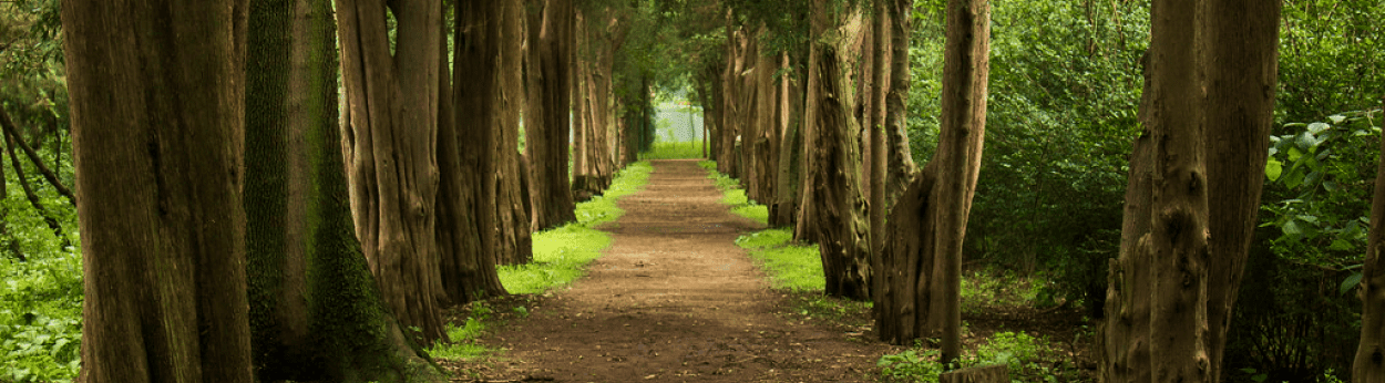 Viveros de Coyoacán