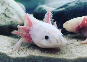 Axolotitán / Museo del Axolote